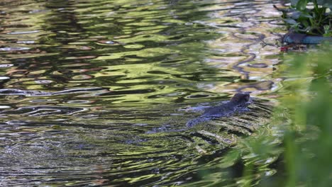 lizard glides through water among reflections