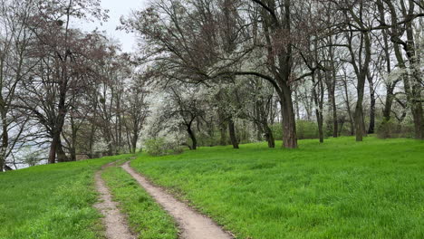 path through the meadow overgrown with fresh green grass in spring. fruit trees are in blossom while other trees are bare.