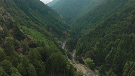 Aerial-drone-fly-above-road-through-cedar-forest-in-Kansai-japan-japanese-street-between-deep-mountain-forest-valley-slow-motion-fly