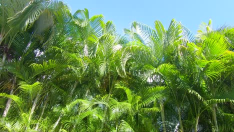 passing by palm trees and other tropical plants