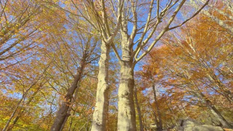 tiro circular de ángulo bajo del árbol en noviembre colorido otoño en el bosque de montaña colores ocre rojos naranjas y amarillos hojas secas hermosas imágenes naturaleza sin personas