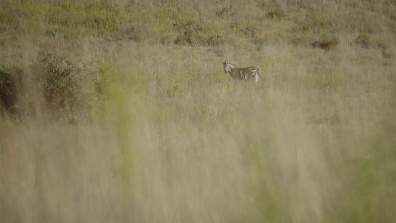 Long Shot of Zebra in the distance slow motion 4k