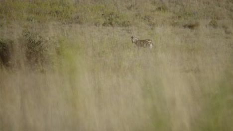 Tiro-Largo-De-Cebra-En-La-Distancia-Cámara-Lenta-4k