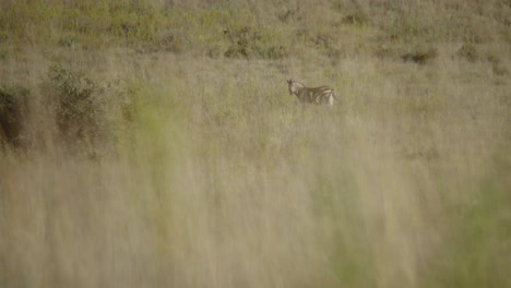 tiro largo de cebra en la distancia cámara lenta 4k