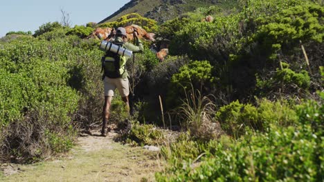 hombre afroamericano haciendo senderismo con palos de senderismo en el campo montañoso