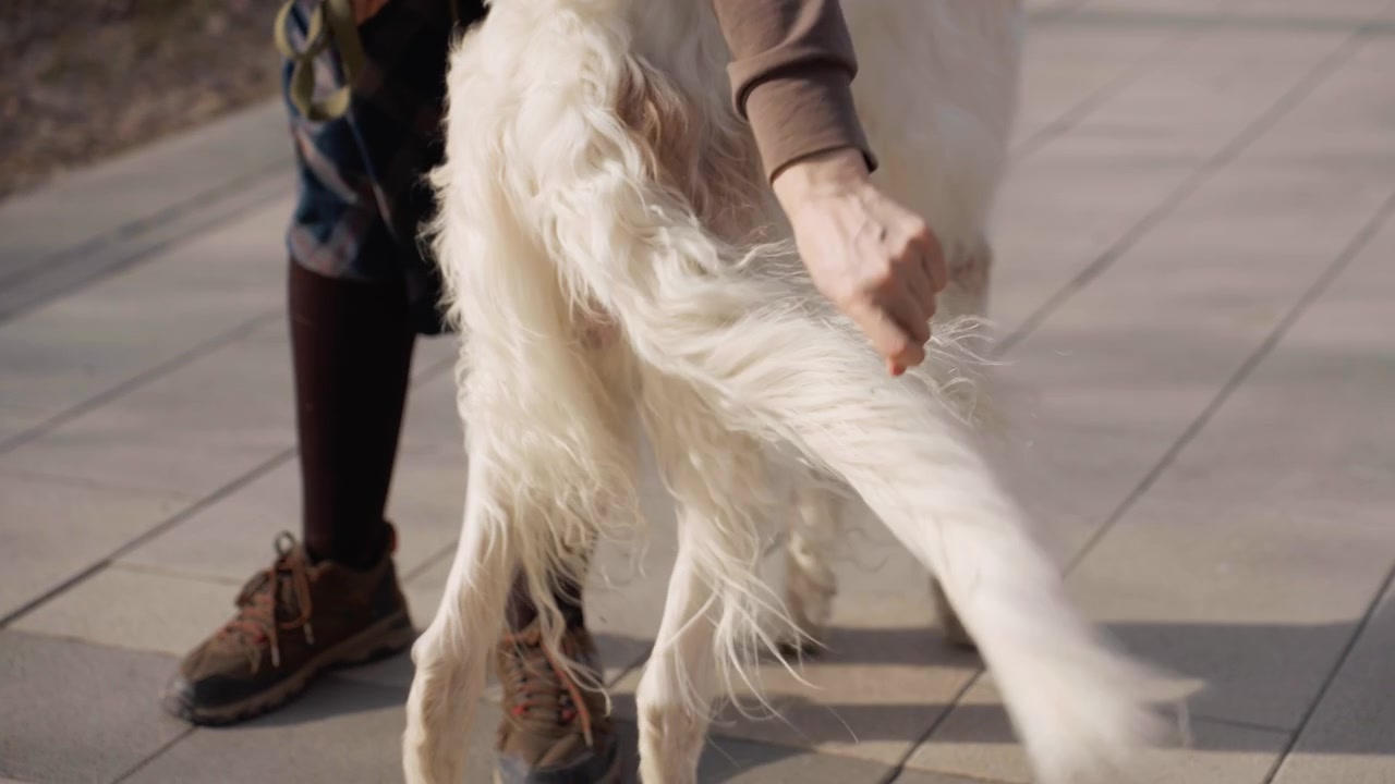 Una persona accarezza delicatamente la coda di un cane bianco mentre camminano insieme su terreno pavimentato. L'interazione si concentra su mani e pelo, con un ambiente esterno coerente visibile in una luce diurna soffusa.