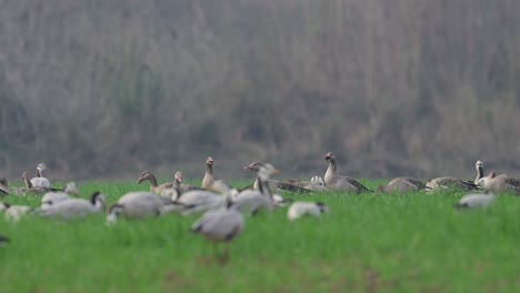 Bandada-De-Gansos-Grises-Y-Gansos-Con-Cabeza-De-Barra-En-Campo-De-Trigo