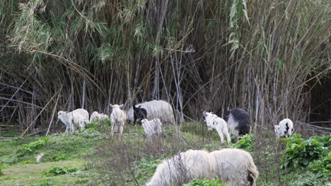 toma en cámara lenta de corderos jóvenes enérgicos saltando, jugando y corriendo unos tras otros en cerdeña, italia