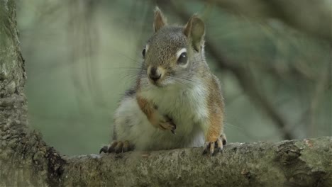 a gray squirrel rests on a branch and jumps away