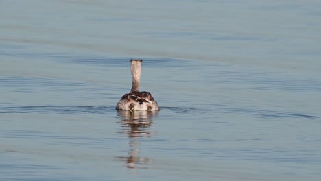 swimming forward while preening on the lake, great crested grebe podiceps cristatus bueng boraphet lake, nakhon sawan, thailand