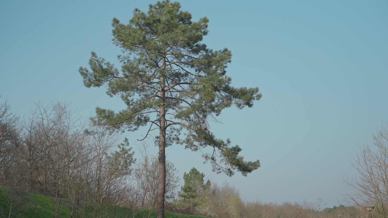 Static shot of a very tall pine tree with branches blowing in the wind on a clear sky