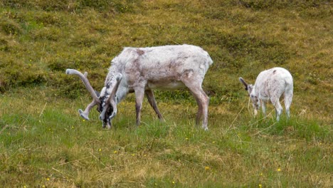 reindeer in the north of norway, nordkapp