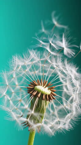 dandelion seed head close-up