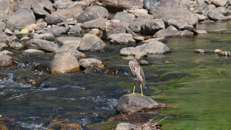 just standing in the middle of the flowing stream on a rock while facing to the left, chinese pond heron ardeola bacchus, huai kha kaeng wildlife sanctuary, thailand