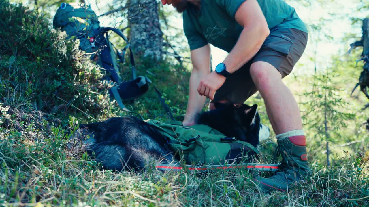 노르웨이의 트론델라그 (trøndelag) 의 인드레 포센 (indre fosen) 에서 세터드주프나 (seterdjupna) 에서 말리트조나 (malitjønna) 로 가는 길을 산책하는 동안 개로부터 가방을 꺼내는 남자