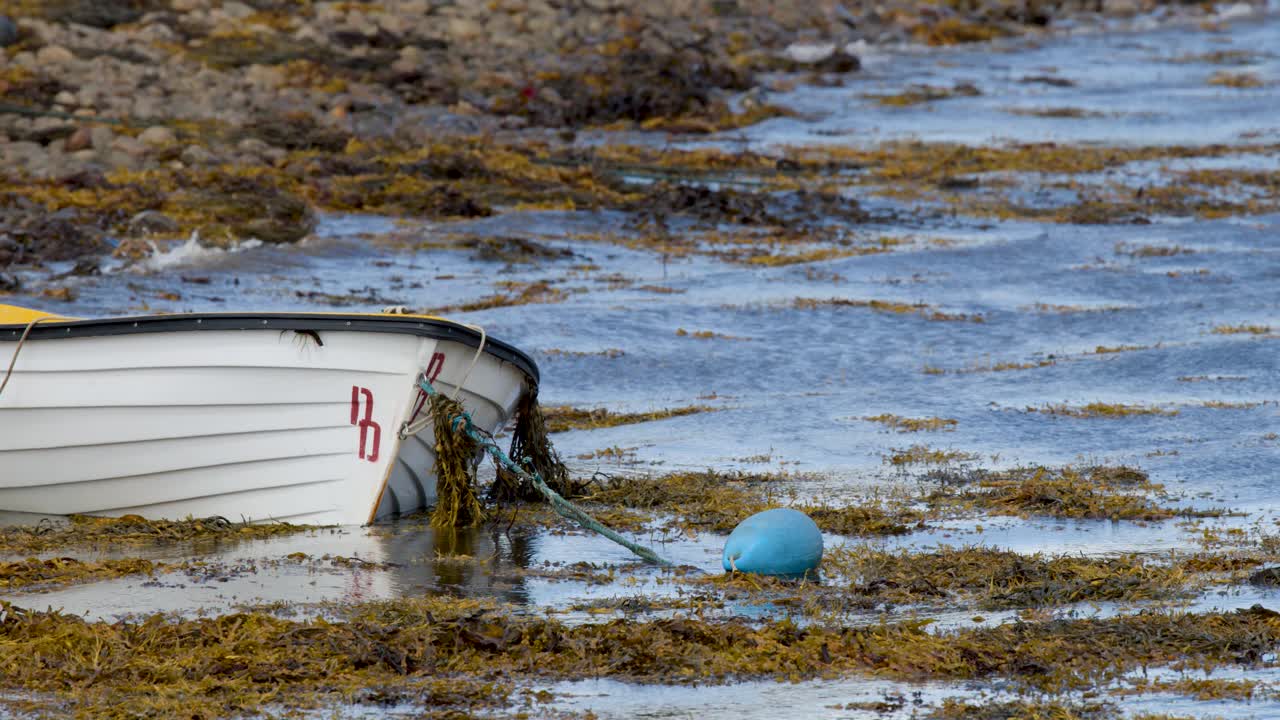 White dinghy gently rocks in shallow water, surrounded by kelp, blue buoy, and natural light