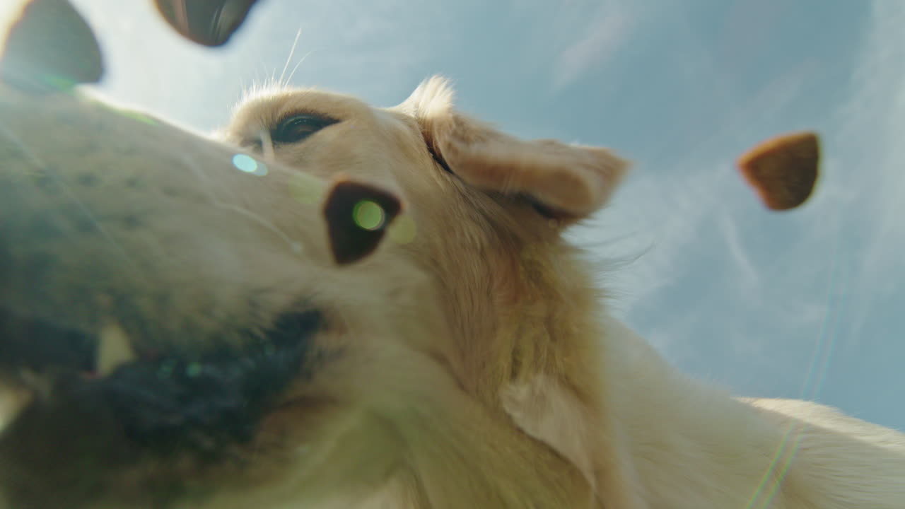 golden retriever comiendo golosinas