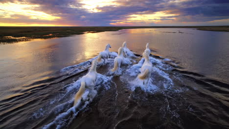 white horses galloping through water at sunset