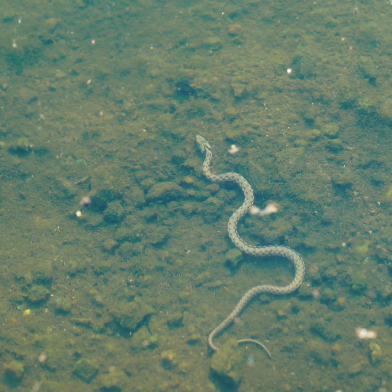 Snake floats under the surface of the water. Snake under water.