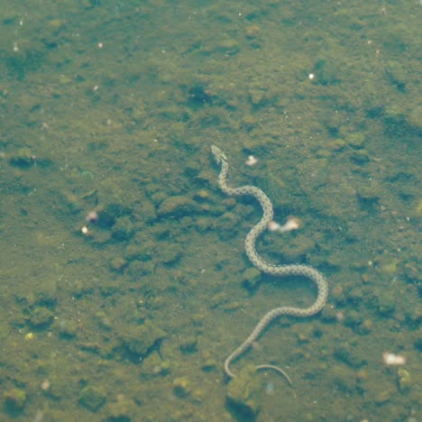 snake floats under the surface of the water. snake under water.