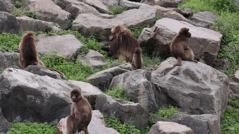 static shot showing gelada monkeys resting on rocks in wilderness, medium shot