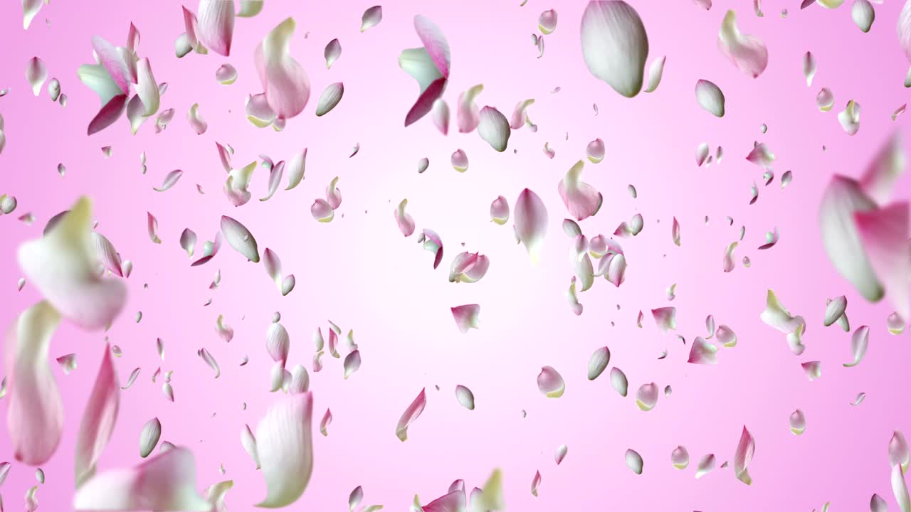 핑크 로터스 비행.