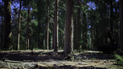 beautiful dense forest with tall trees and rich undergrowth in daylight
