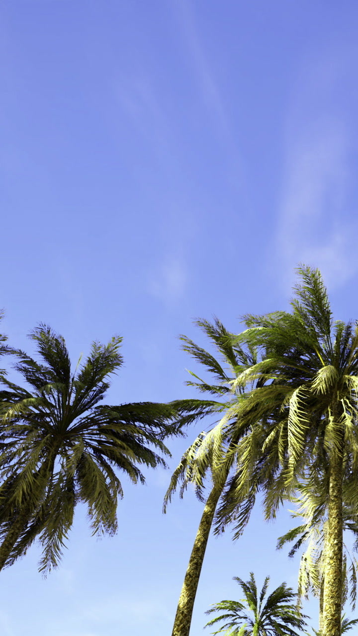 Palm trees reach for the sky on a sunny day near the beach