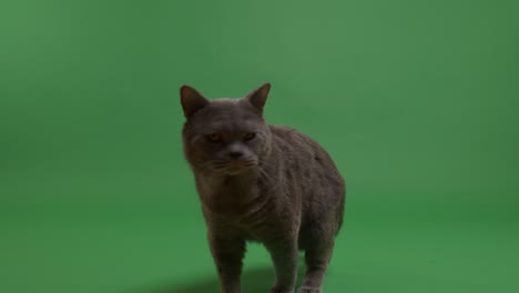 british shorthair cat standing on a green screen