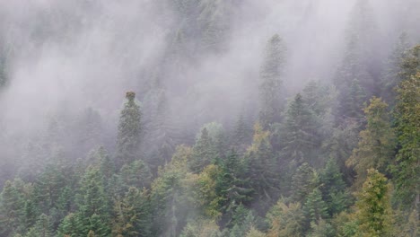 aerial moody mountain forest close up view with telephoto lens 4k