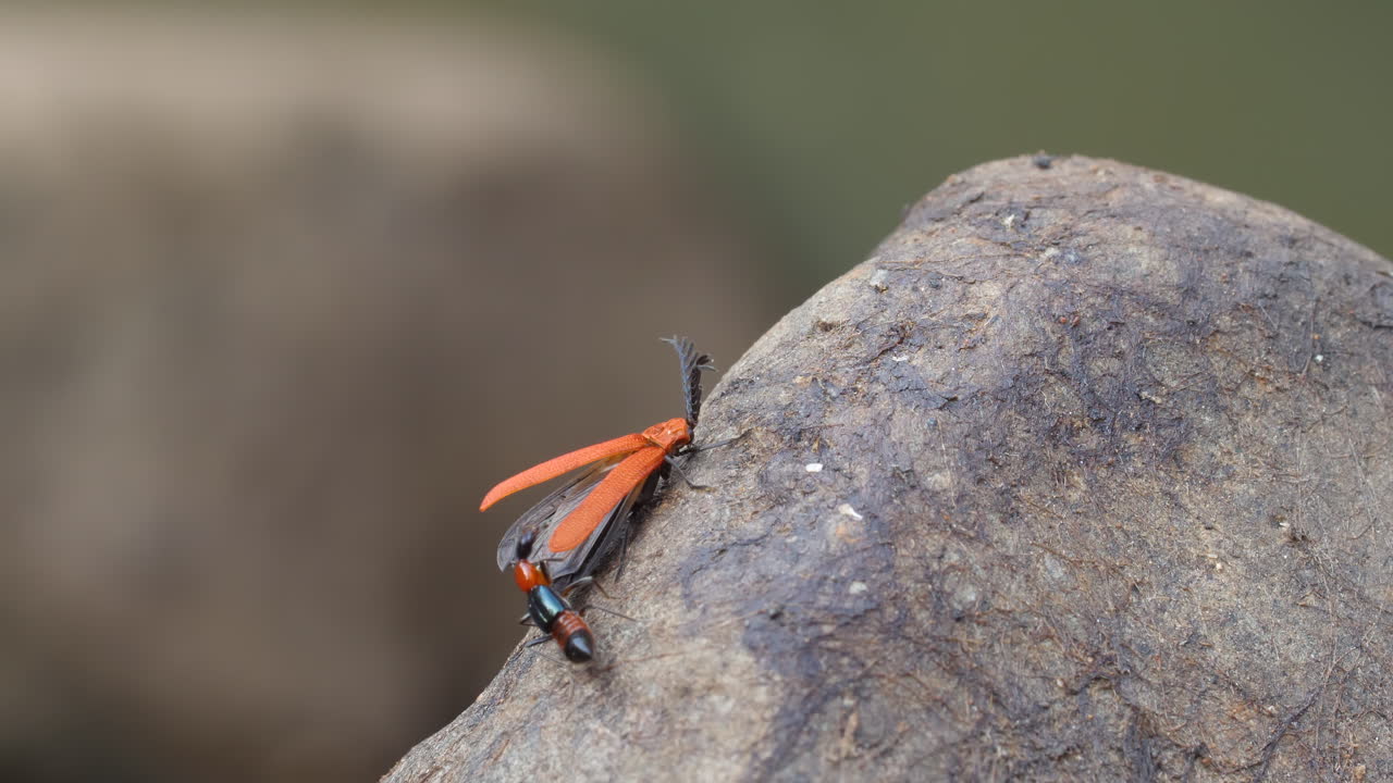 Besouro quadriculado investigando um besouro vermelho se aquecendo em uma pedra, drama macro de verão, interação matinal.