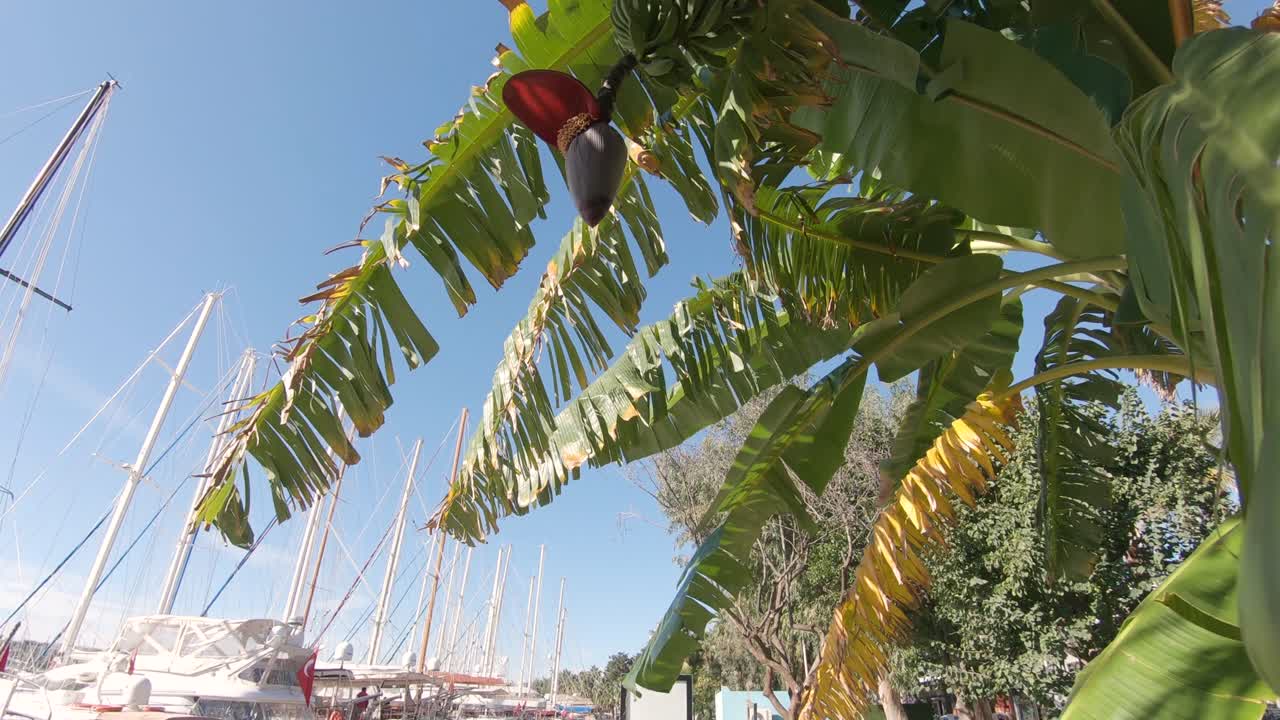 tiro giratorio cinemático