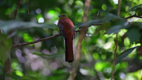 Orange-breasted-Trogon,-Harpactes-Oreskios,-4k-Aufnahmen