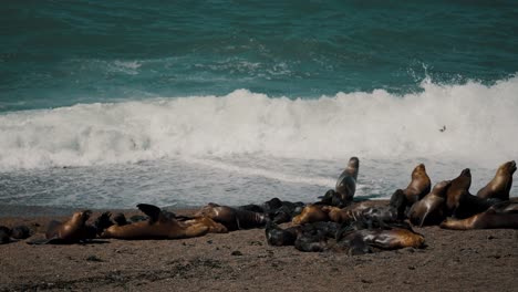 Lobos-Marinos-En-La-Playa-Donde-Las-Orcas-Cazan-Sus-Presas-En-La-Península-Valdés,-Patagonia,-Argentina.