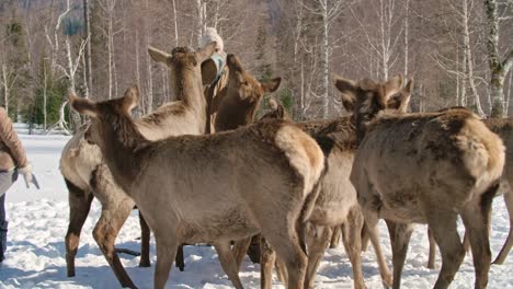 deer farming