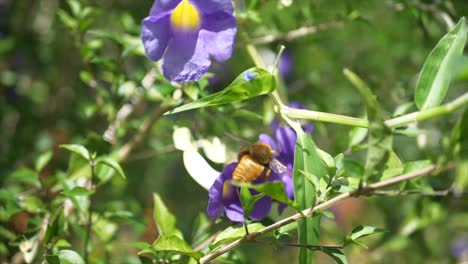 a large honey bee moves from flower to flower in the sun and shade