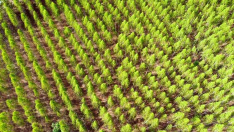 Crecimiento-De-Bosques-Ajardinados-Para-Cultivo-Industrial-Producción-De-Papel