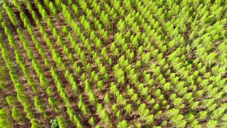 growth of woods landscaped for industrial cultivation paper production
