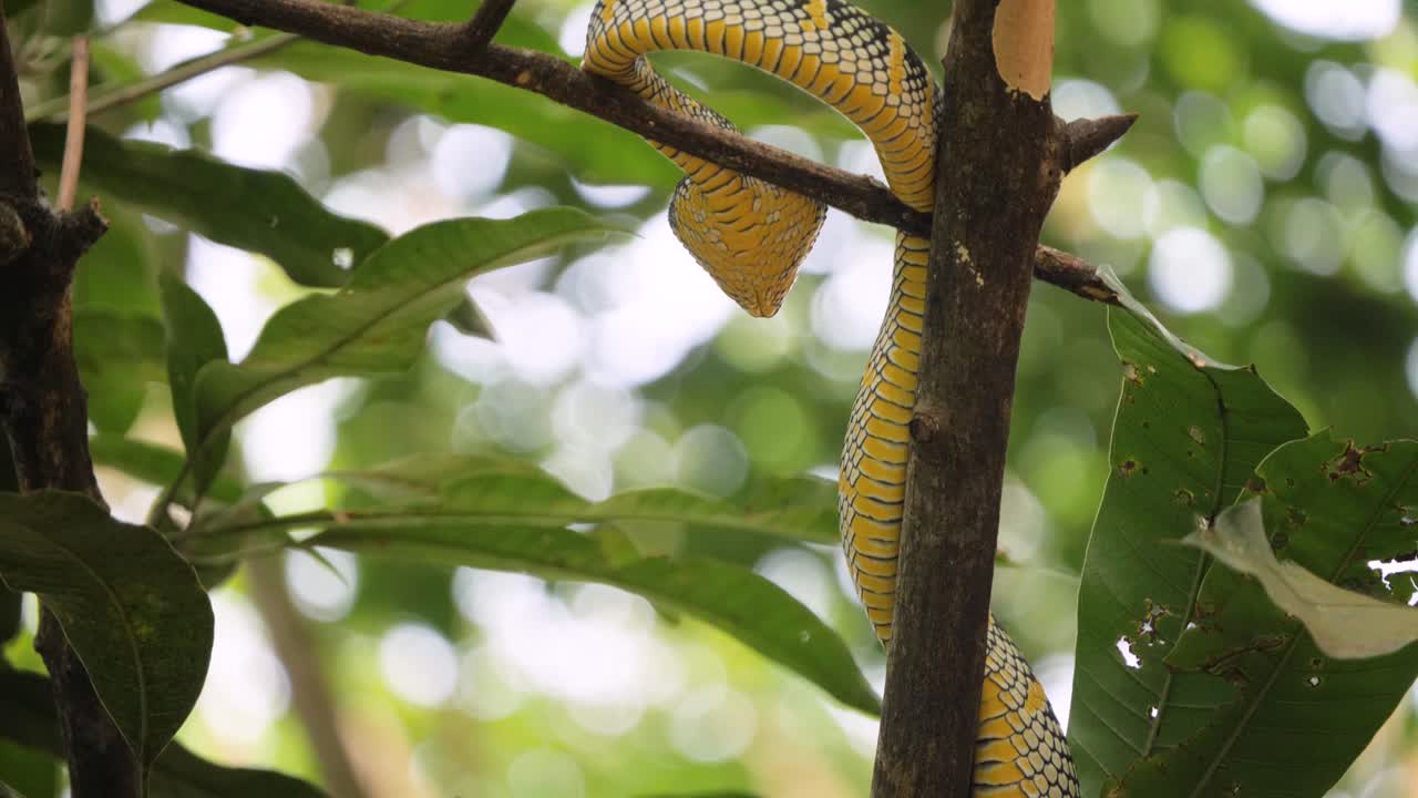 Wild viper snake on branch in Sumatran rainforest - moving camera slow motion