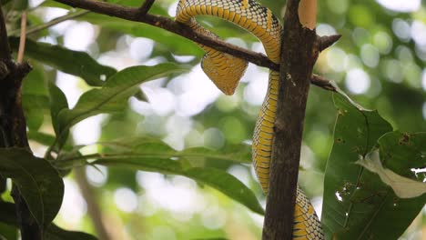 serpiente víbora salvaje en rama en la selva tropical de sumatra - cámara en movimiento lenta