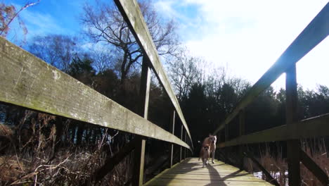 Dogs-including-golden-labrador-and-jacahuahua-running-on-bridge-across-lake-in-slow-motion-in-Yorkshire-England