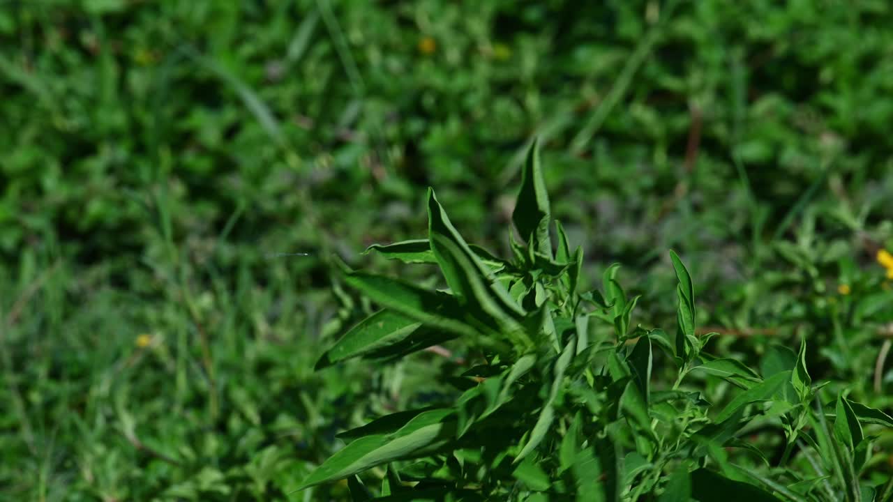 tejedor dorado asiático, ploceus hypoxanthus