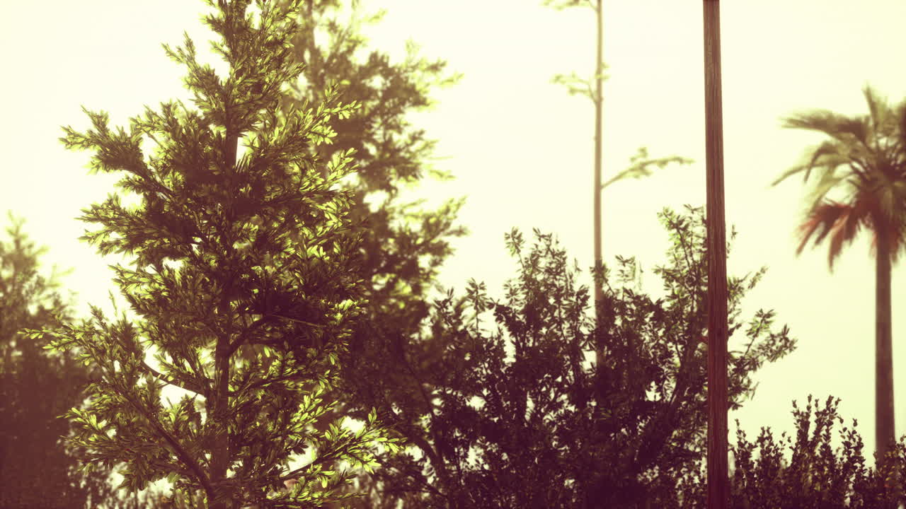 ⁇ 은 날 에 열대  ⁇ 나무 와 풀