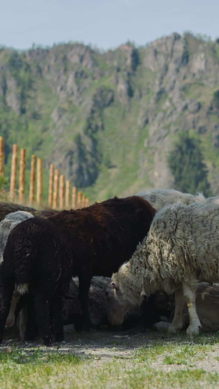 White and black sheep eat grass in shadow of tree on roadside against mountains on sunny day. Farm animals graze at countryside. Highland scene