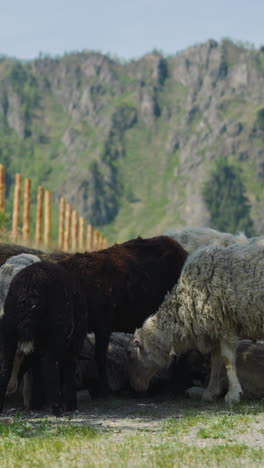 white and black sheep eat grass in shadow of tree on roadside against mountains on sunny day. farm animals graze at countryside. highland scene