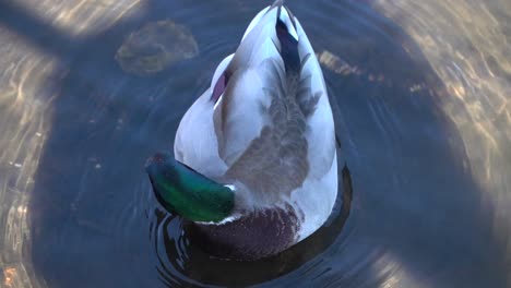 a mallard or wild duck in the lincoln park zoo