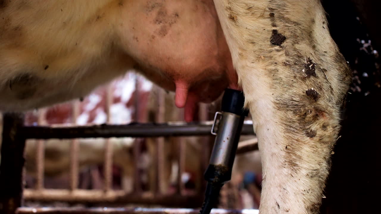 Automated milking machine extracting milk from dairy cow inside farm barn. Mechanical process in modern dairy farming and livestock. Close-up