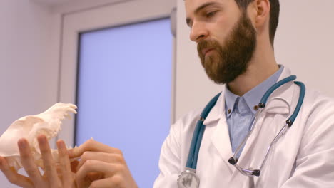 Vet-is-examining-the-skeleton-of-a-pet--