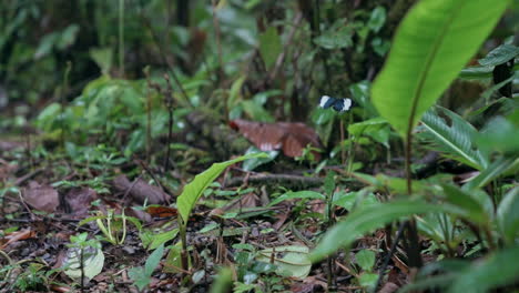 Mariposa-Aletea-Alrededor-Del-Suelo-Del-Bosque-Y-Aterriza-Suavemente-En-La-Hoja,-Cámara-Lenta