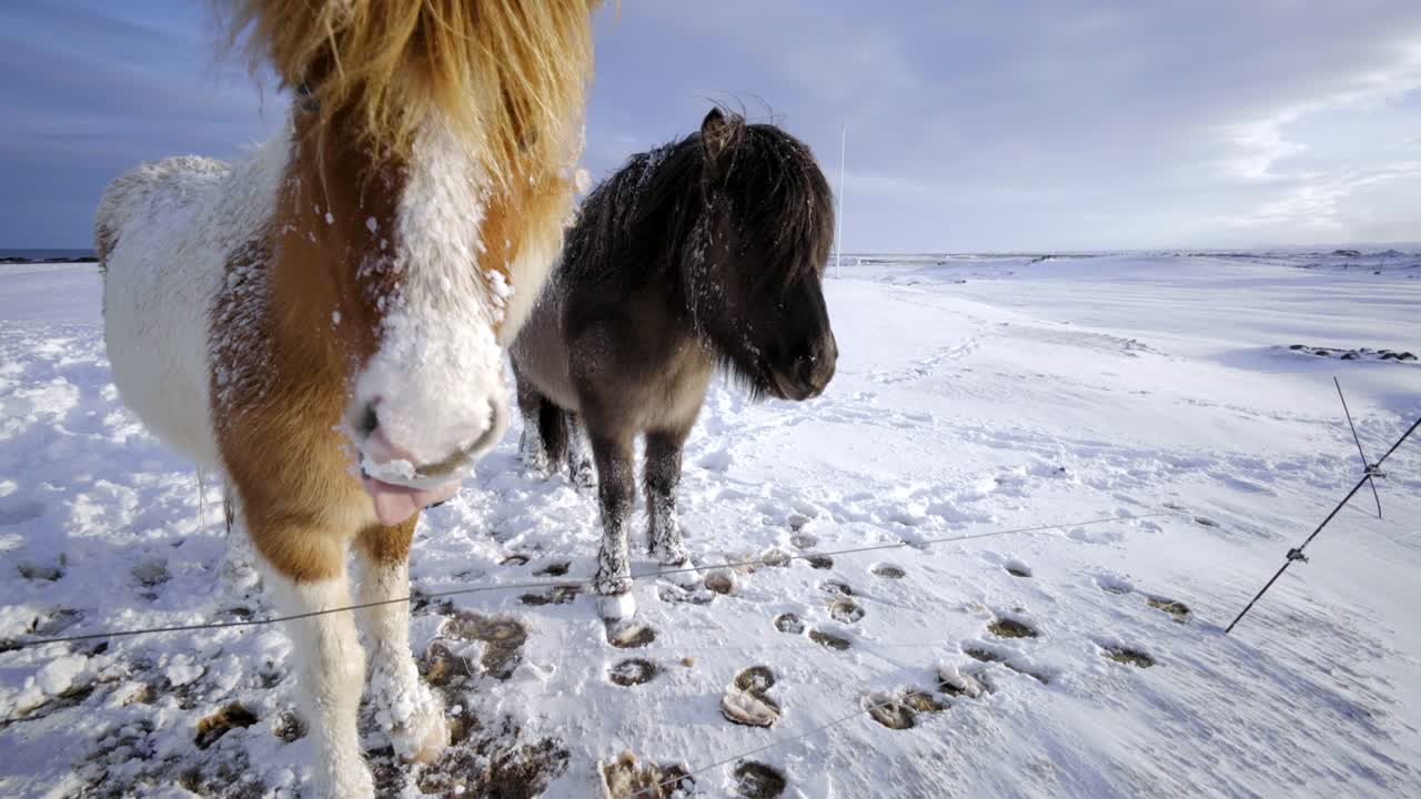 paisaje pintoresco de islandia naturaleza invierno nieve caballo pony niño mascota
